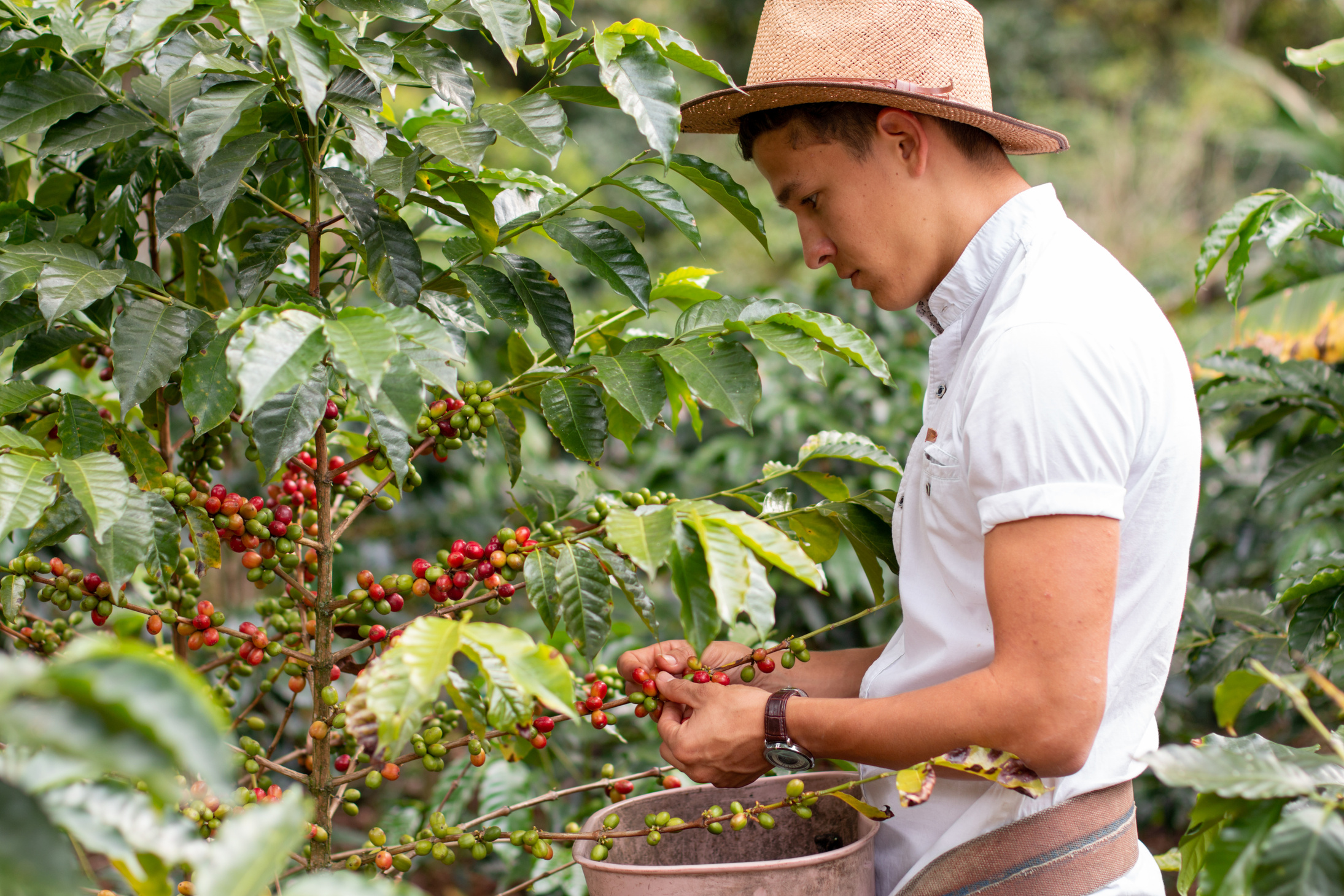 Farmer Harvesting Coffee Cherries
